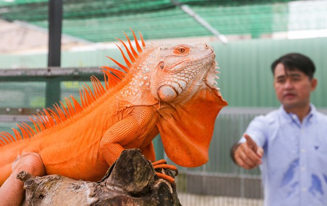 Choáng ngợp ổ rồng Nam Mỹ hàng trăm con quần tụ giữa Sài Gòn-4