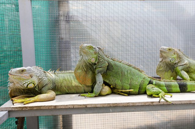 Choáng ngợp ổ rồng Nam Mỹ hàng trăm con quần tụ giữa Sài Gòn-5