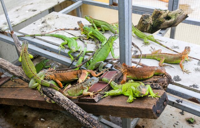 Choáng ngợp ổ rồng Nam Mỹ hàng trăm con quần tụ giữa Sài Gòn-8