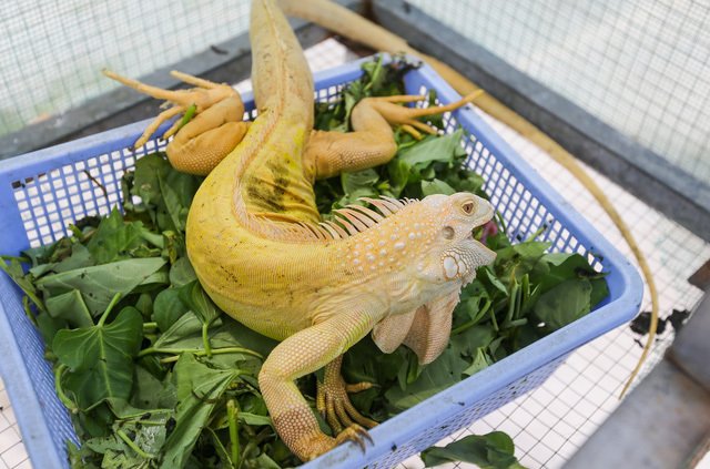 Choáng ngợp ổ rồng Nam Mỹ hàng trăm con quần tụ giữa Sài Gòn-9