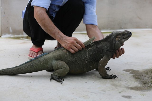 Choáng ngợp ổ rồng Nam Mỹ hàng trăm con quần tụ giữa Sài Gòn-10