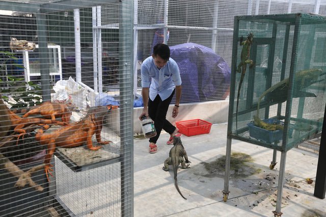 Choáng ngợp ổ rồng Nam Mỹ hàng trăm con quần tụ giữa Sài Gòn-11