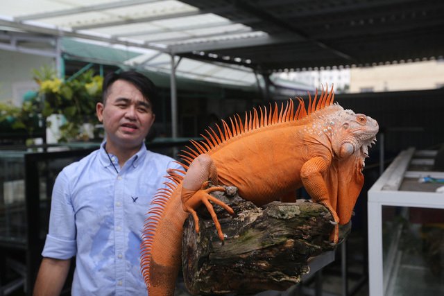 Choáng ngợp ổ rồng Nam Mỹ hàng trăm con quần tụ giữa Sài Gòn-12