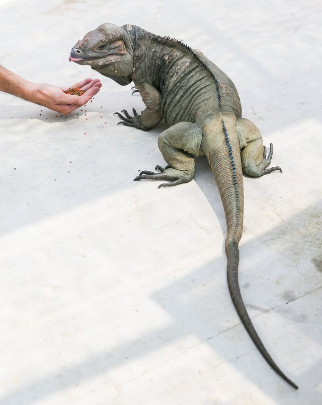 Choáng ngợp ổ rồng Nam Mỹ hàng trăm con quần tụ giữa Sài Gòn-13