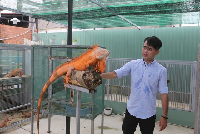 Choáng ngợp ổ rồng Nam Mỹ hàng trăm con quần tụ giữa Sài Gòn-14