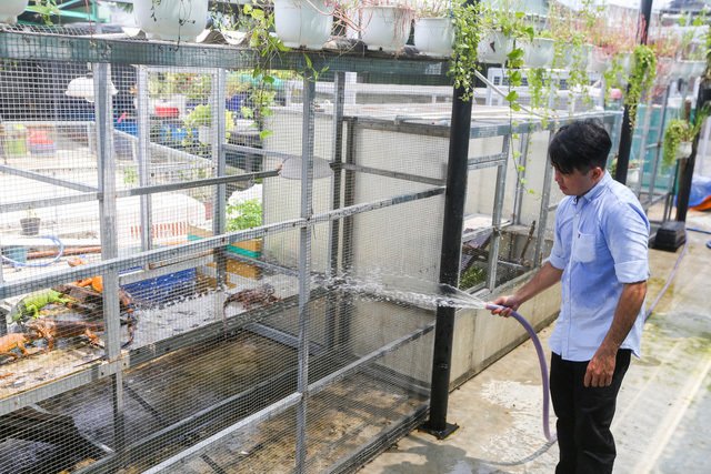 Choáng ngợp ổ rồng Nam Mỹ hàng trăm con quần tụ giữa Sài Gòn-6