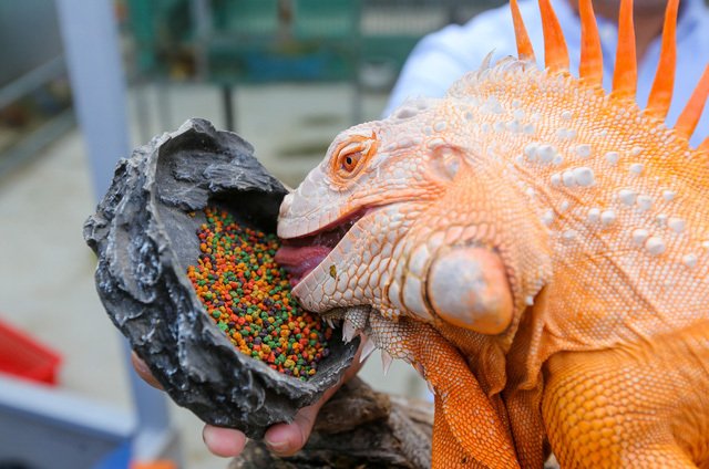 Choáng ngợp ổ rồng Nam Mỹ hàng trăm con quần tụ giữa Sài Gòn-7