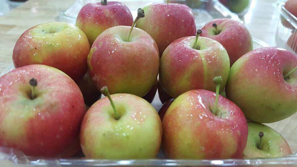 Quả táo bé như quả mận, giá nửa triệu/kg được chị em săn lùng-1