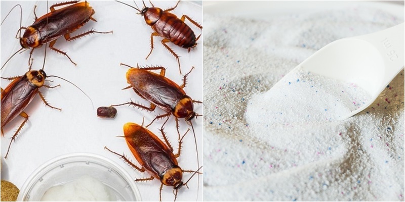 Lấy lon bia uống dở đặt vào chỗ này, nhà bạn sẽ chẳng còn bóng dáng con gián nào mà không cần thuốc diệt-2