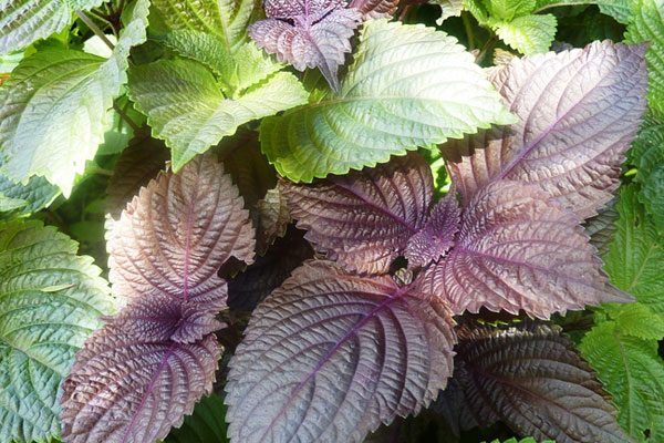 Lấy lon bia uống dở đặt vào chỗ này, nhà bạn sẽ chẳng còn bóng dáng con gián nào mà không cần thuốc diệt-3