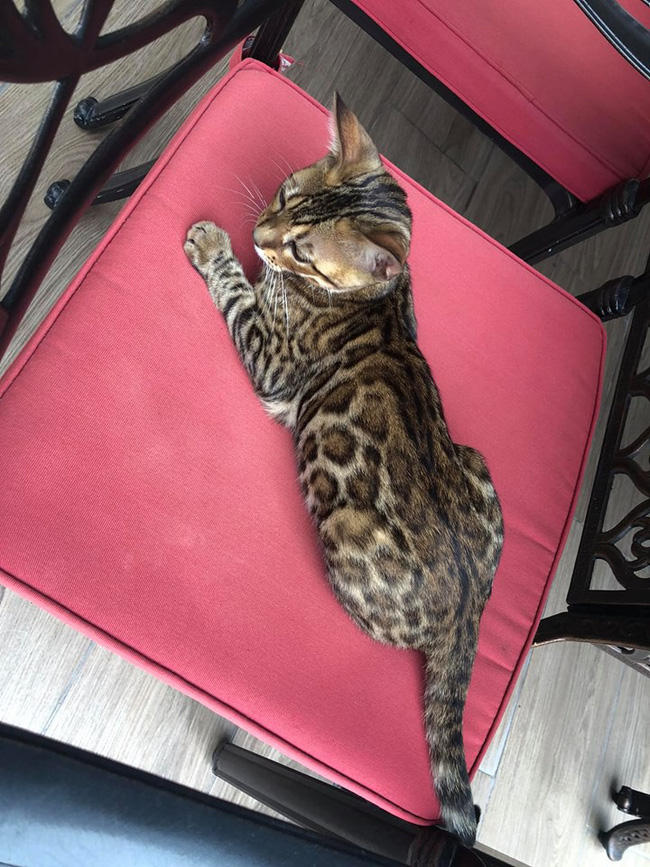 Vợ đại gia kim cương khoe clip mèo cưng ngộ nghĩnh, vô tình để lộ biệt thự đẹp như trong mơ-1