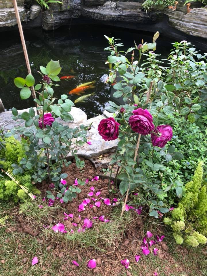 Vợ đại gia kim cương khoe clip mèo cưng ngộ nghĩnh, vô tình để lộ biệt thự đẹp như trong mơ-4