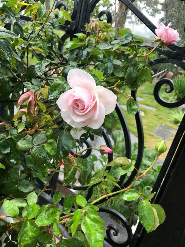 Vợ đại gia kim cương khoe clip mèo cưng ngộ nghĩnh, vô tình để lộ biệt thự đẹp như trong mơ-14