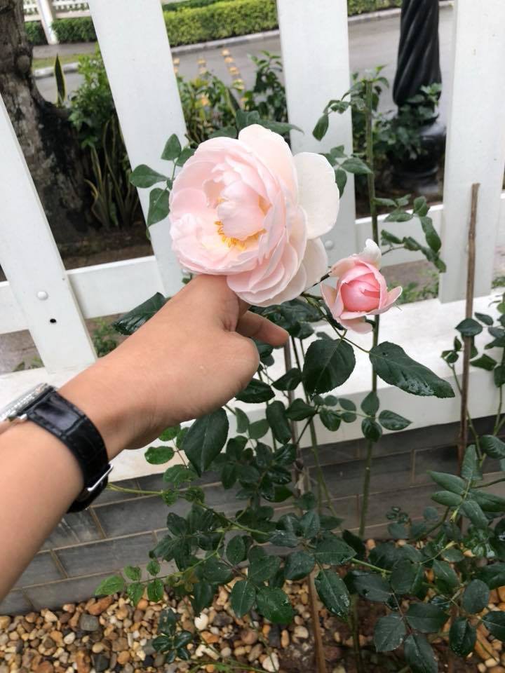 Vợ đại gia kim cương khoe clip mèo cưng ngộ nghĩnh, vô tình để lộ biệt thự đẹp như trong mơ-15