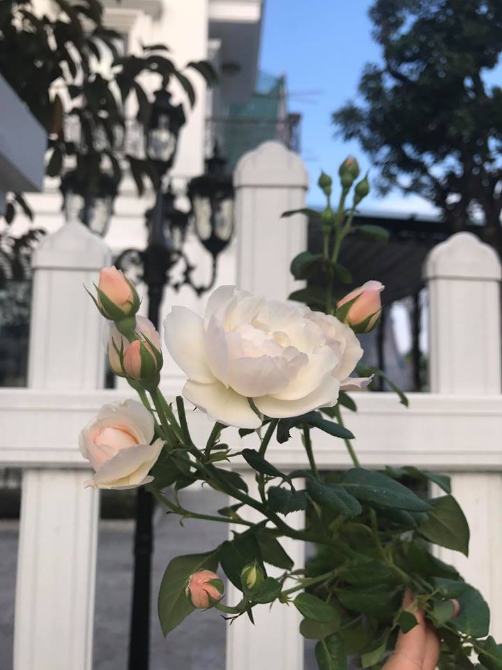 Vợ đại gia kim cương khoe clip mèo cưng ngộ nghĩnh, vô tình để lộ biệt thự đẹp như trong mơ-17