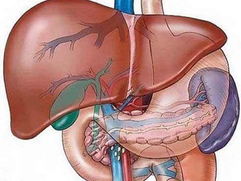 Nhiều người Việt tự huỷ hoại lá gan của mình-1