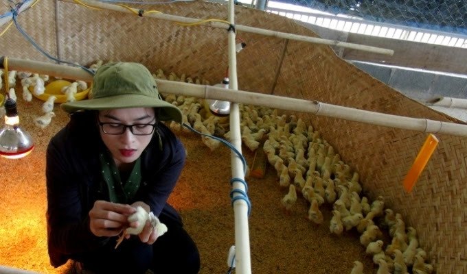 Nàng cử nhân 9X xinh đẹp nuôi gà bằng...nhạc giao hưởng Beethoven-2