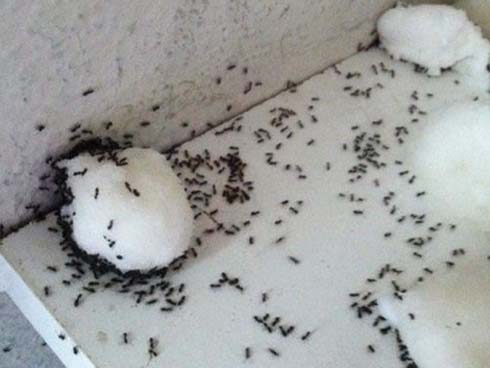 Mẹ Hà Nội tiết lộ thần công” chăm cây lớn nhanh như thổi nhờ 1 thanh đậu phụ-8