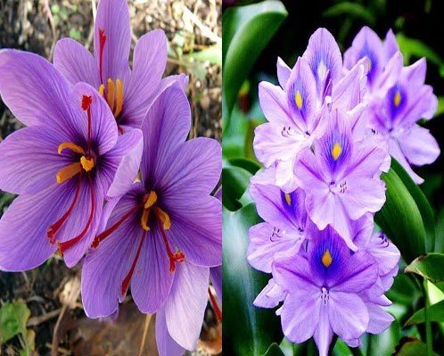 Nhìn giống hoa bèo tây nhưng nhụy của loài hoa này lên đến hàng trăm triệu-4