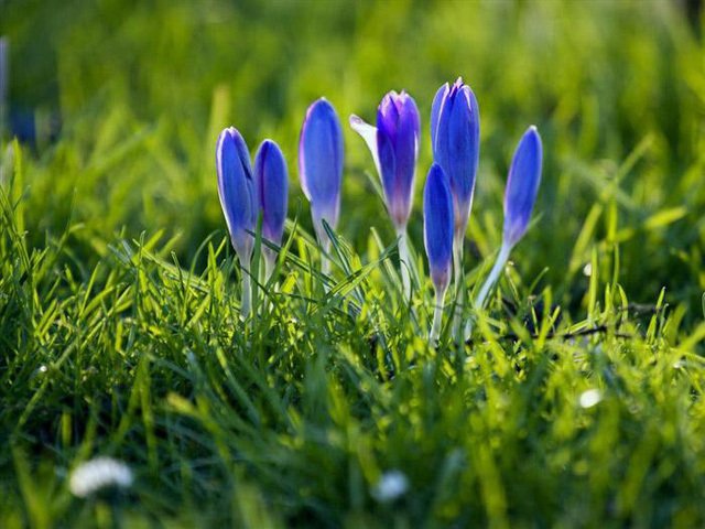 Nhìn giống hoa bèo tây nhưng nhụy của loài hoa này lên đến hàng trăm triệu-1