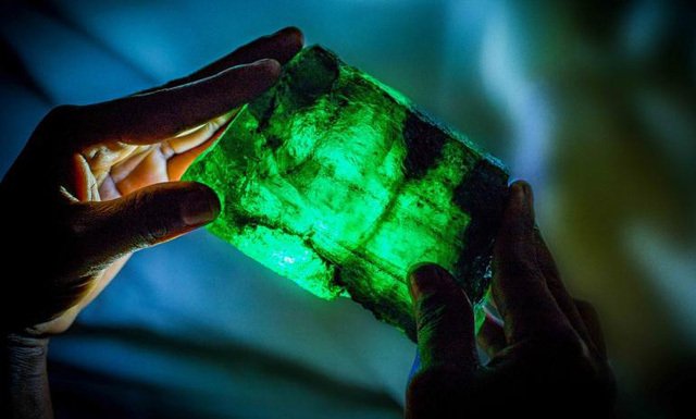 Đào được viên ngọc lục bảo to như quả dứa, nặng 1,1 kg-2