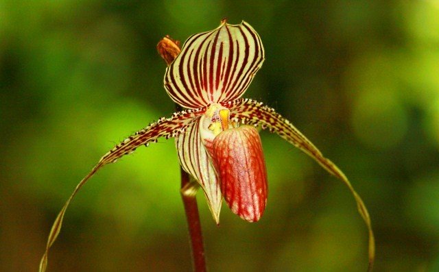 Loài hoa lan 15 năm mới nở một lần, 136 triệu đồng/cây-6