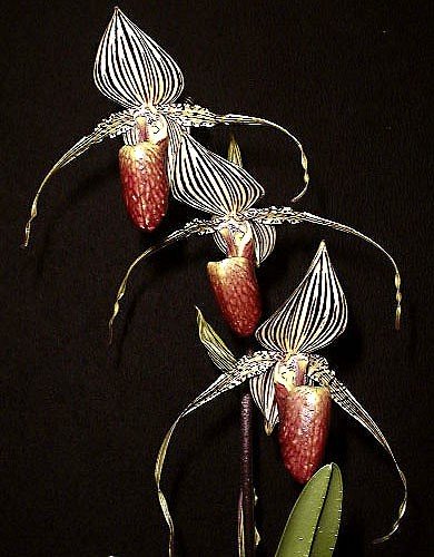 Loài hoa lan 15 năm mới nở một lần, 136 triệu đồng/cây-7