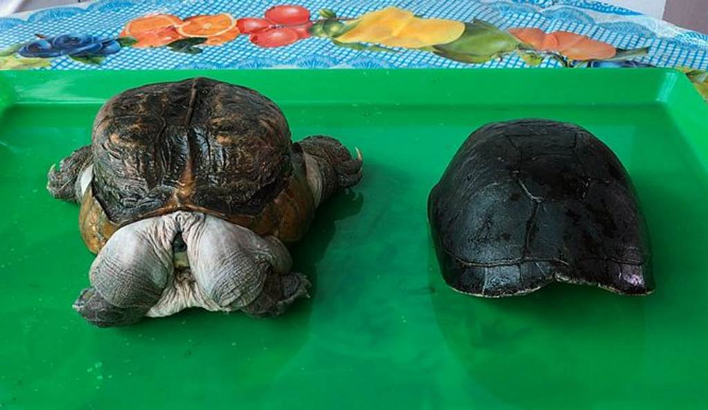 Xuất hiện quái vật rùa siêu dị ở Tiền Giang, dân ầm ầm tới xem-1