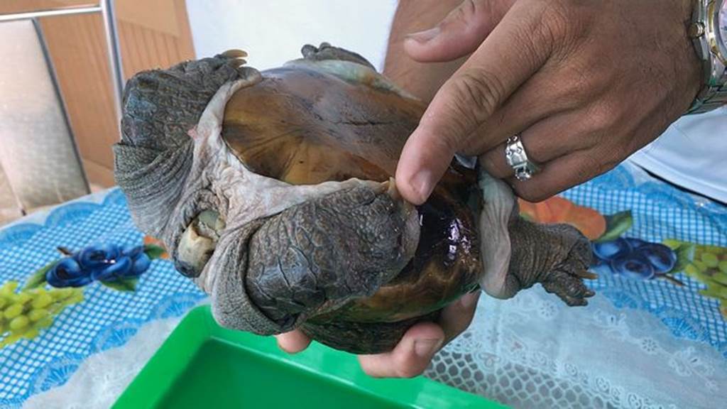 Xuất hiện quái vật rùa siêu dị ở Tiền Giang, dân ầm ầm tới xem-2