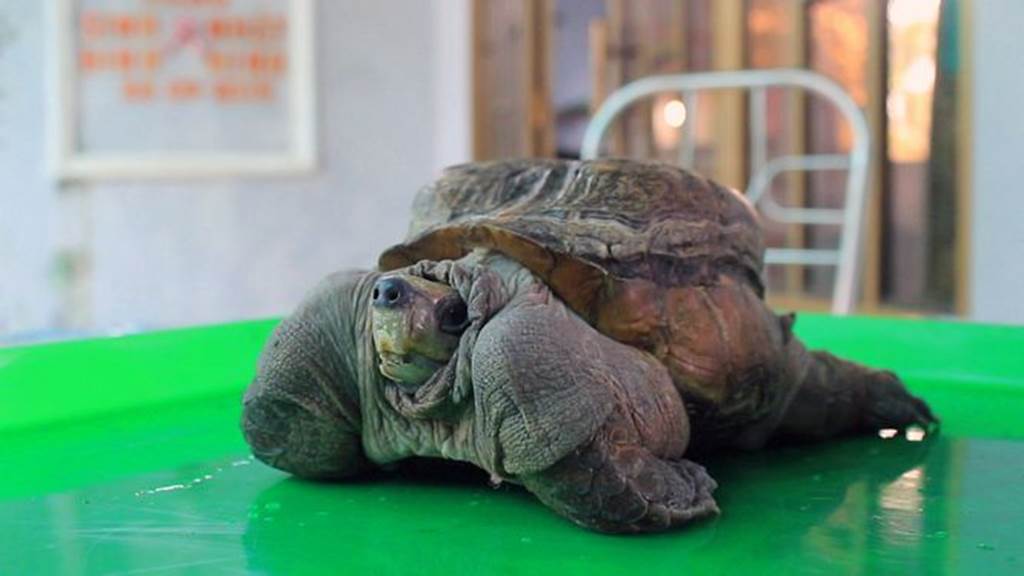 Xuất hiện quái vật rùa siêu dị ở Tiền Giang, dân ầm ầm tới xem-3