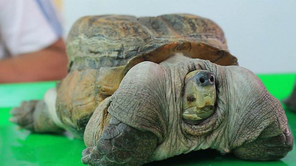 Xuất hiện quái vật rùa siêu dị ở Tiền Giang, dân ầm ầm tới xem-4
