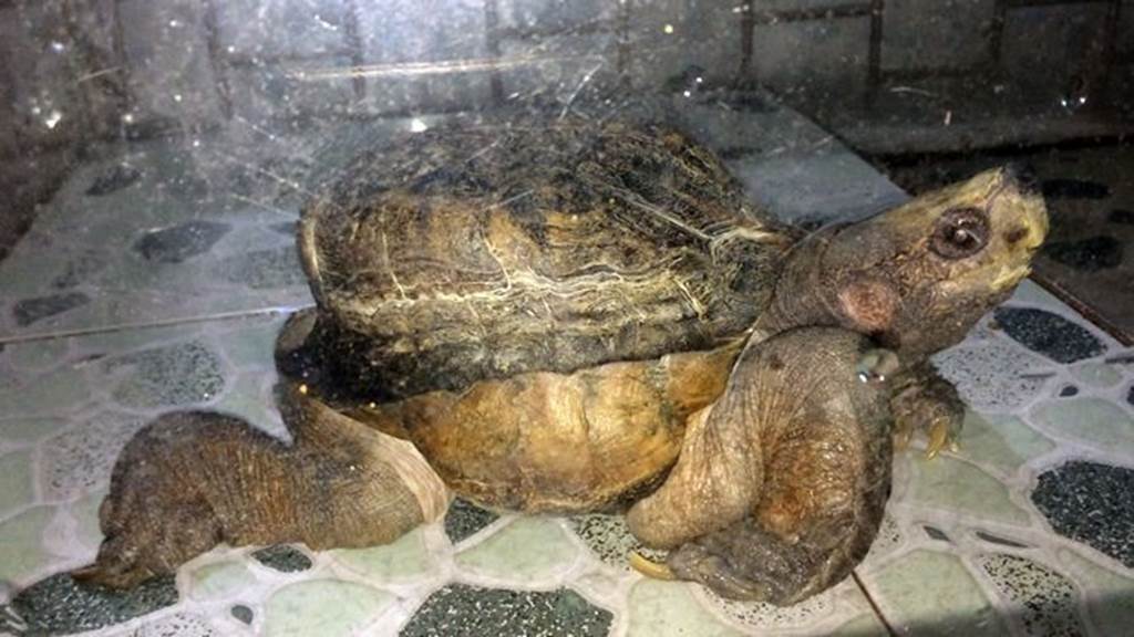 Xuất hiện quái vật rùa siêu dị ở Tiền Giang, dân ầm ầm tới xem-5