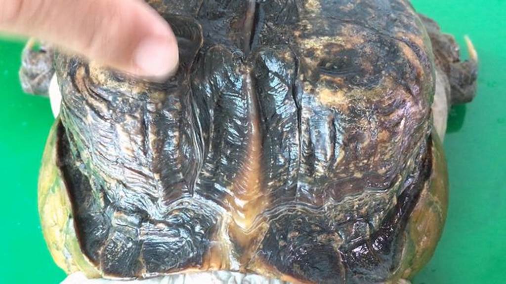 Xuất hiện quái vật rùa siêu dị ở Tiền Giang, dân ầm ầm tới xem-7