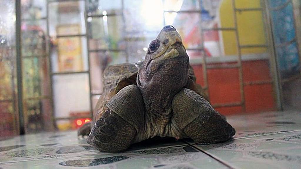 Xuất hiện quái vật rùa siêu dị ở Tiền Giang, dân ầm ầm tới xem-8