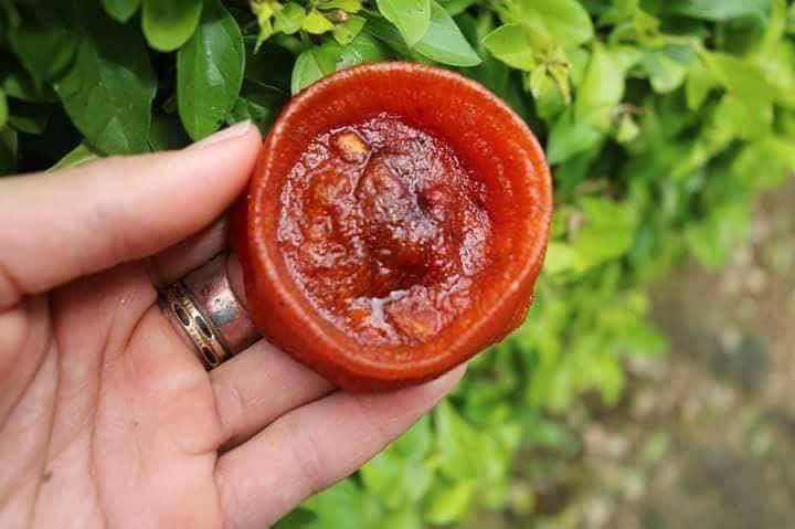 Dân Hà Nội sốt hồng sấy dẻo: Hàng Tàu tràn về, lại ăn thêm 1 cú lừa-3