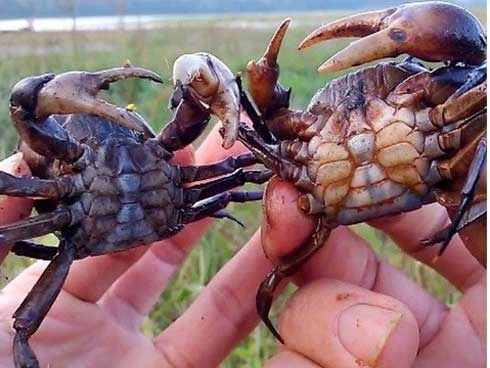 Sán bò lúc nhúc trong phổi nam thanh niên khiến ai cũng kinh hãi: Chuyên gia cảnh báo loại đồ ăn gây chứng bệnh này