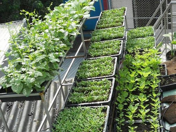 Mẹ Hà Nội tiết lộ thần công” chăm cây lớn nhanh như thổi nhờ 1 thanh đậu phụ-3