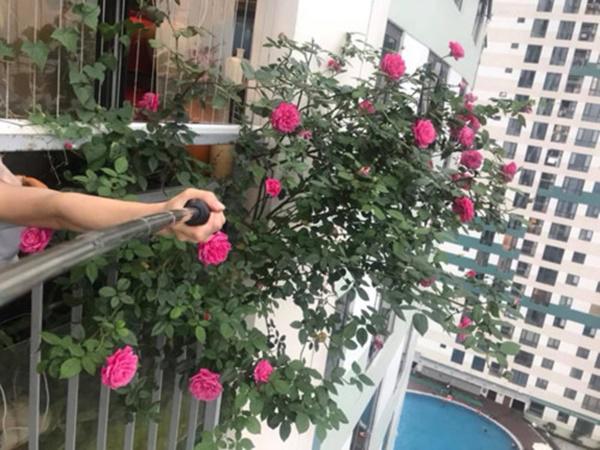 Mẹ Hà Nội tiết lộ thần công” chăm cây lớn nhanh như thổi nhờ 1 thanh đậu phụ-1