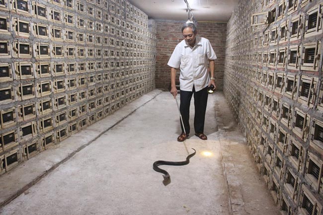 Một Hợp tác xã nuôi đàn rắn hổ mang cực độc lên tới 30.000 con-1