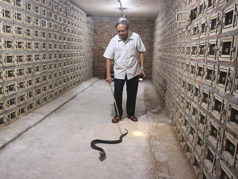 9X Bắc Giang nuôi loài chim siêu đẻ, lãi 100-120 triệu đồng/tháng-2