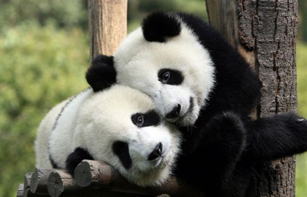 Mua áo hồng hình có gấu trúc đáng yêu cho con, bà mẹ phát hoảng bắt con cởi ra ngay lập tức khi nhìn kỹ-2