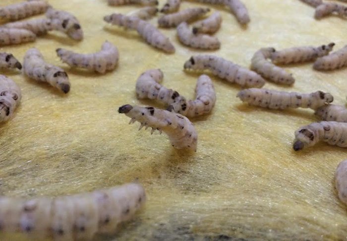 Cụ bà vô đối Việt Nam: Luyện tằm tự dệt chăn tơ, bắt cọng sen nhả lụa-2