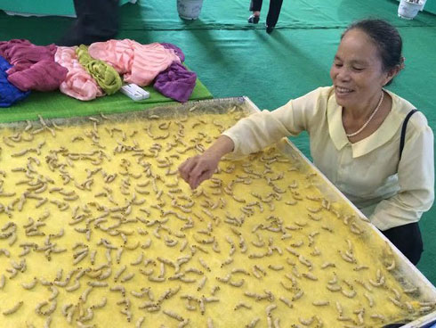 Mỗi sáng thức giấc hái trầu: Vợ chồng thu đều 400 triệu đồng-4