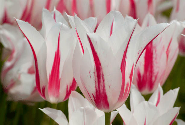 Chiêm ngưỡng loài hoa tulip thuần chủng có nguồn gốc từ thế kỷ 17 giá cực đắt đỏ-2