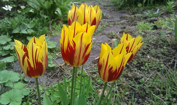 Chiêm ngưỡng loài hoa tulip thuần chủng có nguồn gốc từ thế kỷ 17 giá cực đắt đỏ-4
