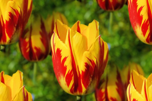 Chiêm ngưỡng loài hoa tulip thuần chủng có nguồn gốc từ thế kỷ 17 giá cực đắt đỏ-6