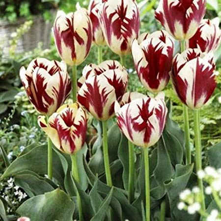 Chiêm ngưỡng loài hoa tulip thuần chủng có nguồn gốc từ thế kỷ 17 giá cực đắt đỏ-7