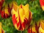 Giật mình với màu sắc hoa Lily lửa cũng như giá của nó-11