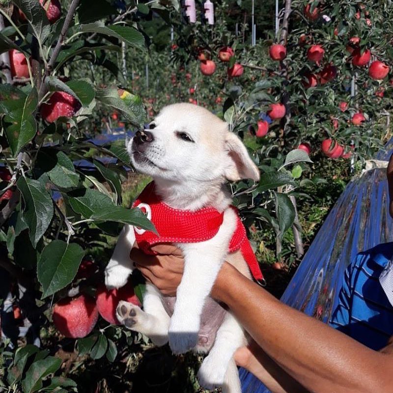 Ngôi sao mới MXH Hàn Quốc: Từ chú cún bị bỏ rơi trở thành boss quốc dân, được lên cả đài SBS mới oách-6