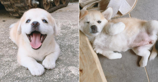 Ngôi sao mới MXH Hàn Quốc: Từ chú cún bị bỏ rơi trở thành boss quốc dân, được lên cả đài SBS mới oách-1